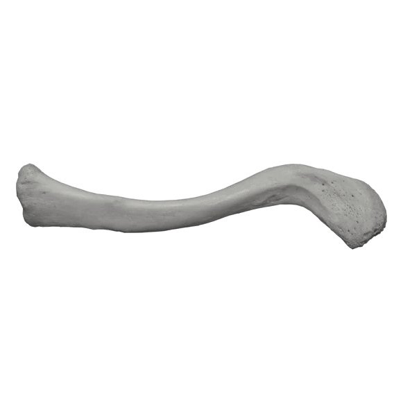 Clavicle